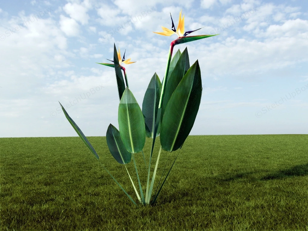Strelitzia Reginae Crane Flower sketchup model preview - SketchupBox