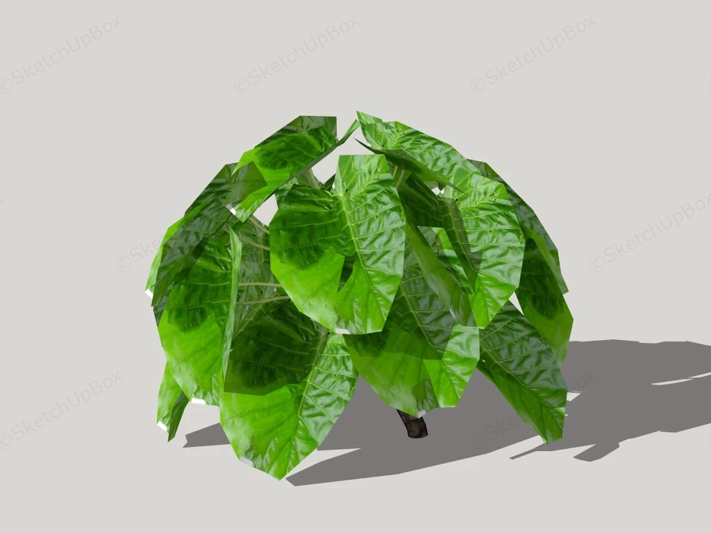 Alocasia Elephant Ear sketchup model preview - SketchupBox