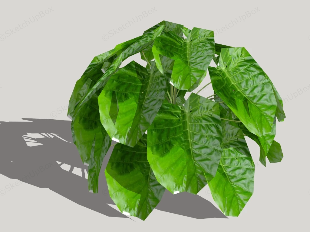 Alocasia Elephant Ear sketchup model preview - SketchupBox