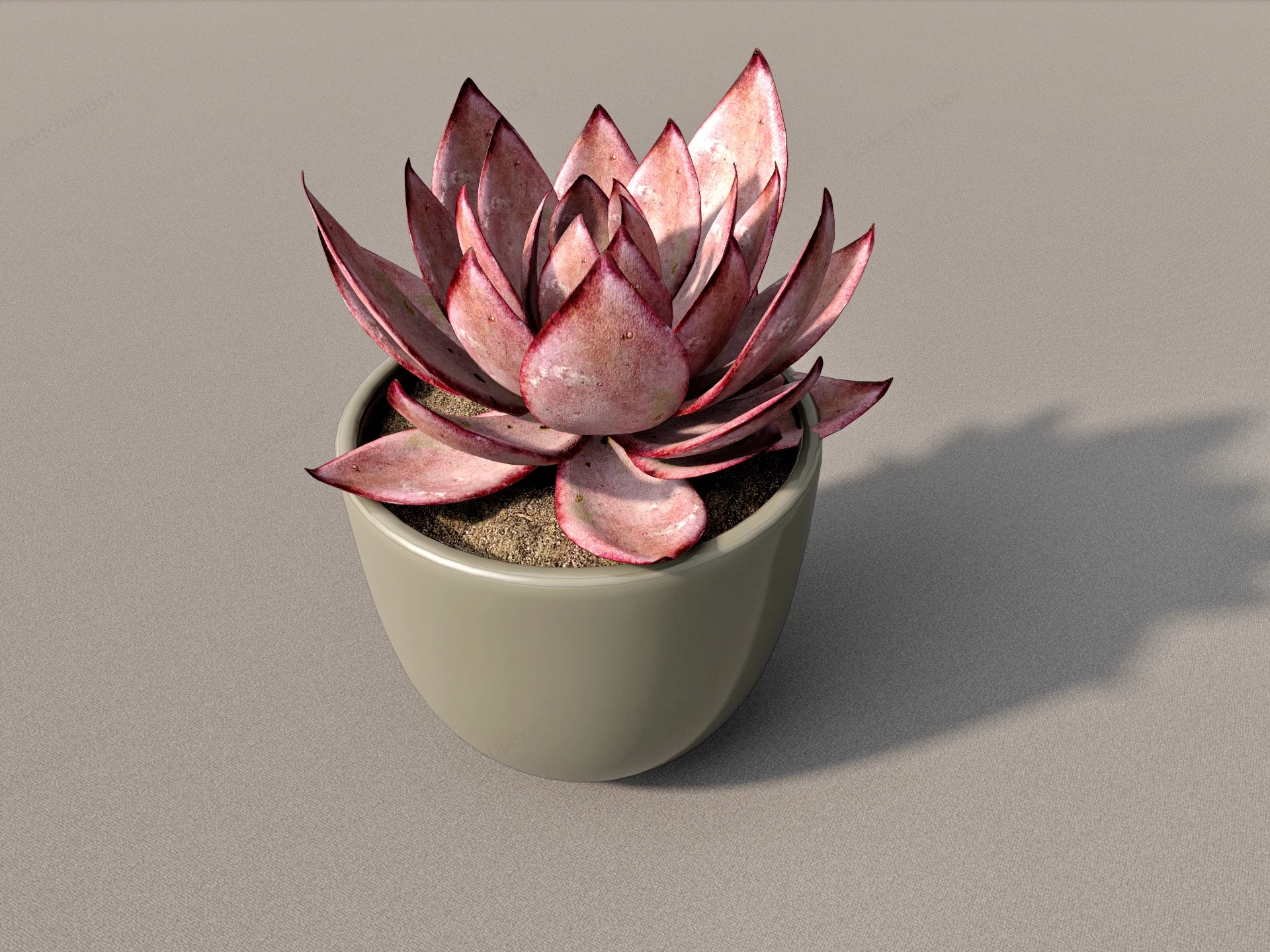 Red Succulent Plant sketchup model preview - SketchupBox