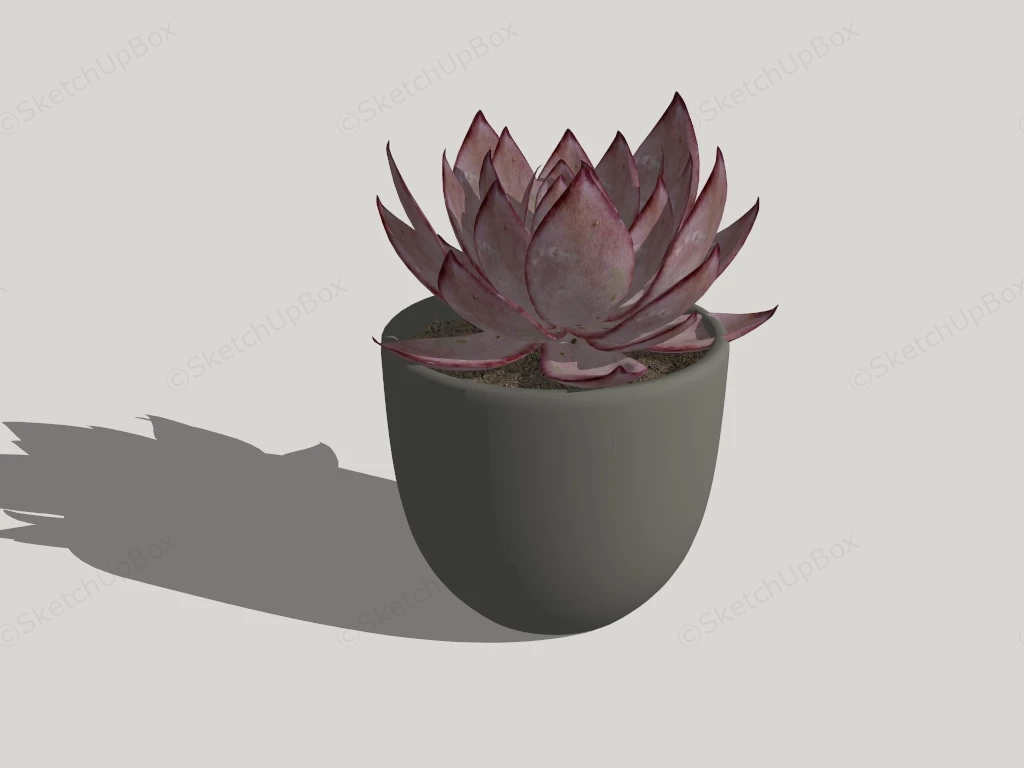 Red Succulent Plant sketchup model preview - SketchupBox