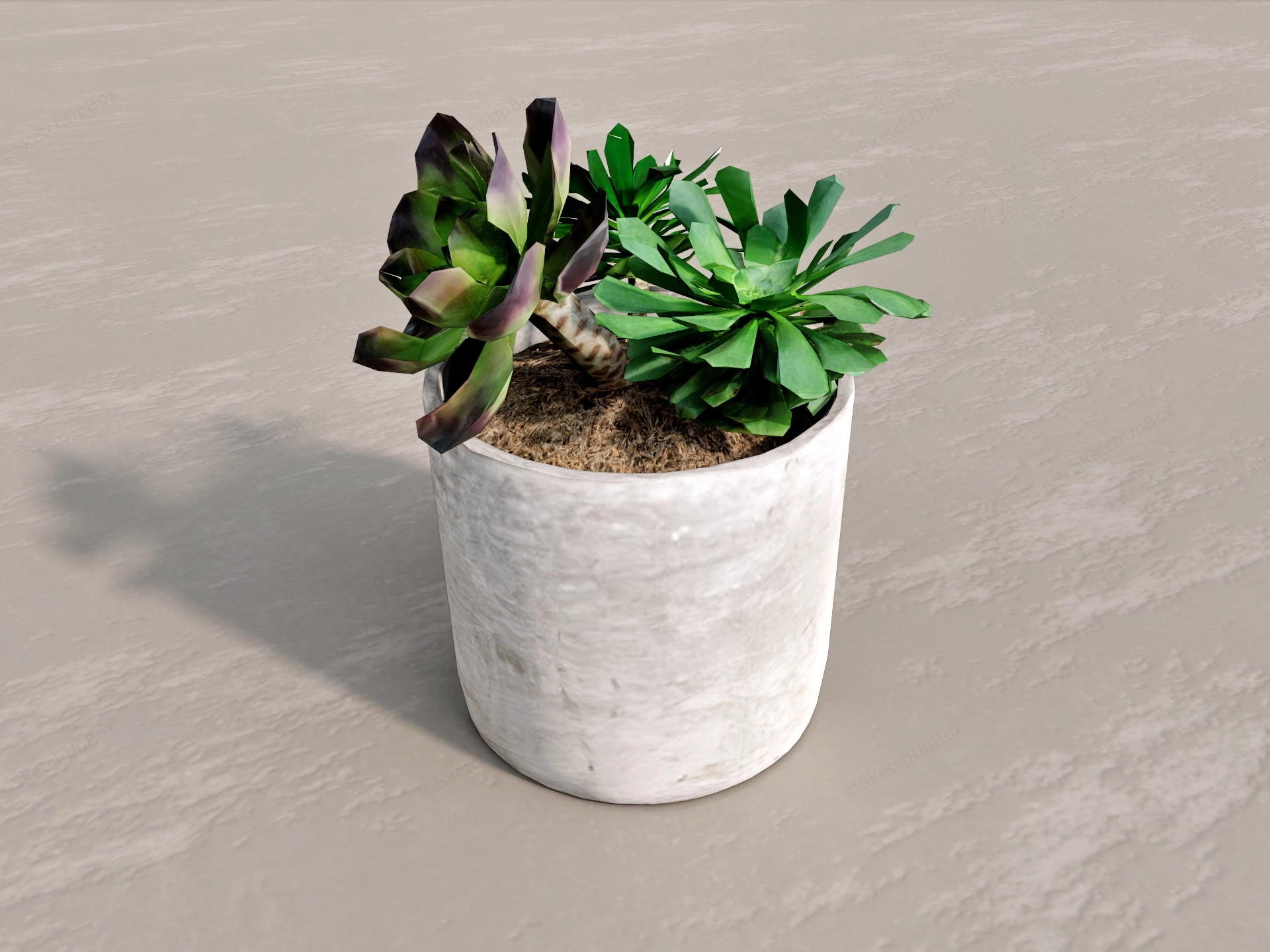 Large Leaf Succulent Plants sketchup model preview - SketchupBox