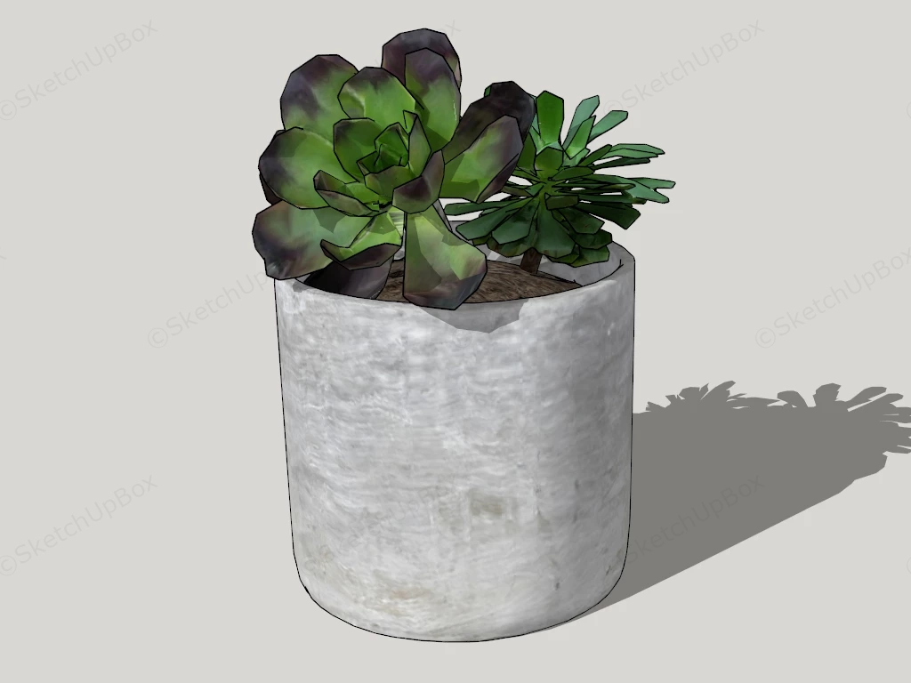 Large Leaf Succulent Plants sketchup model preview - SketchupBox