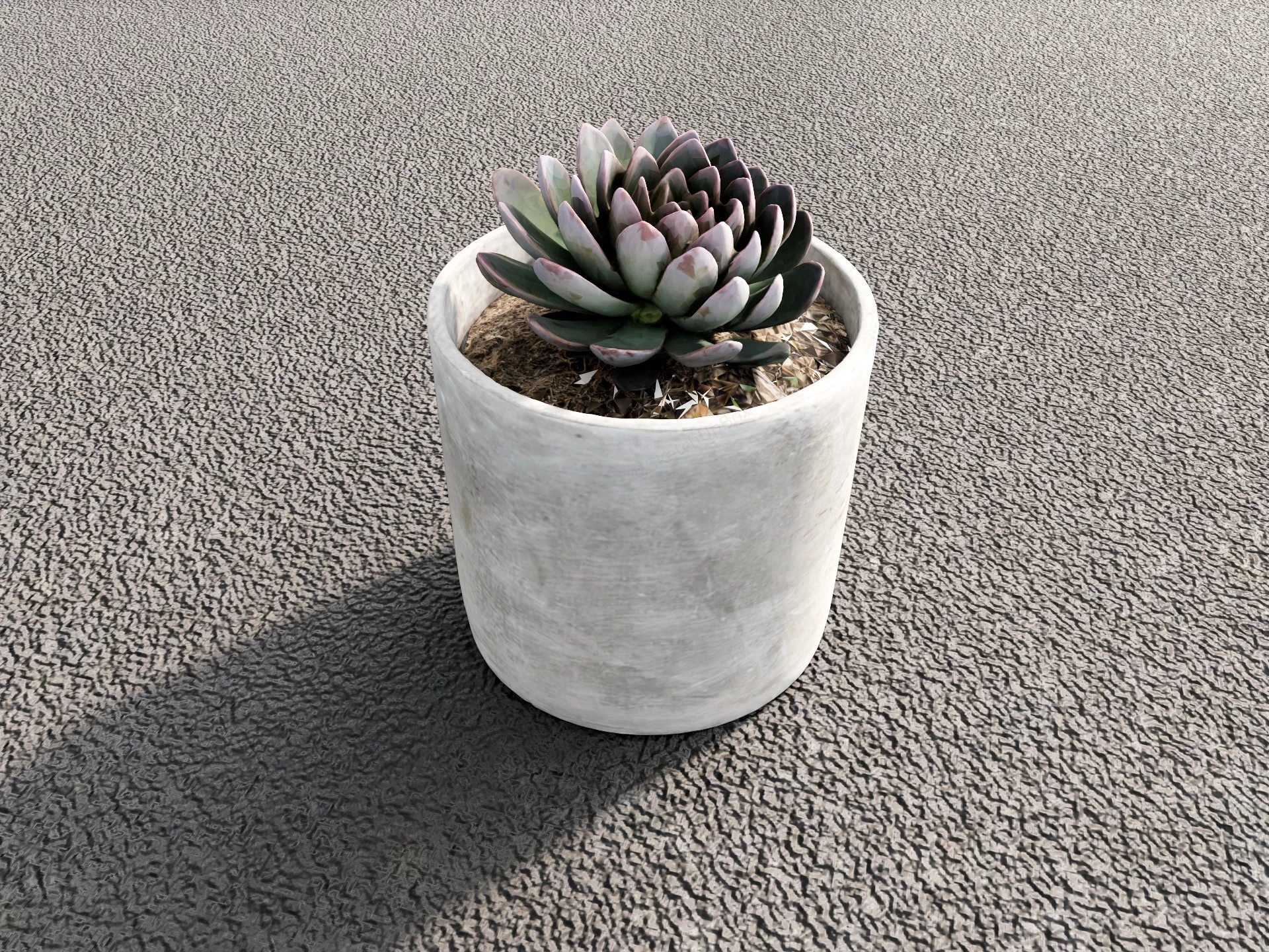 Succulent Plant In Concrete Pot sketchup model preview - SketchupBox