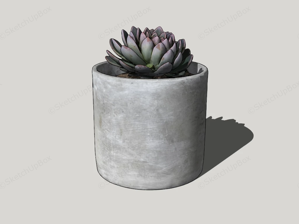 Succulent Plant In Concrete Pot sketchup model preview - SketchupBox