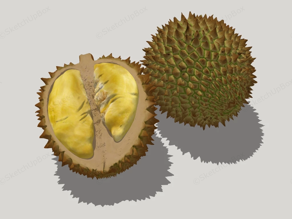 Durian Fruit sketchup model preview - SketchupBox