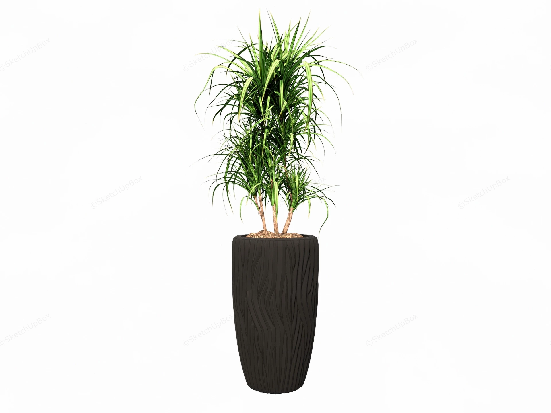 Tall Planter Dragon Tree sketchup model preview - SketchupBox