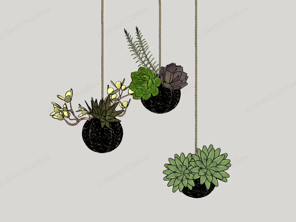 Hanging Succulent Plants sketchup model preview - SketchupBox