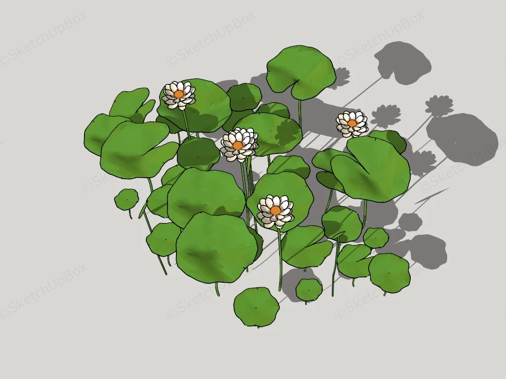 White Water Lily Flower Plant sketchup model preview - SketchupBox