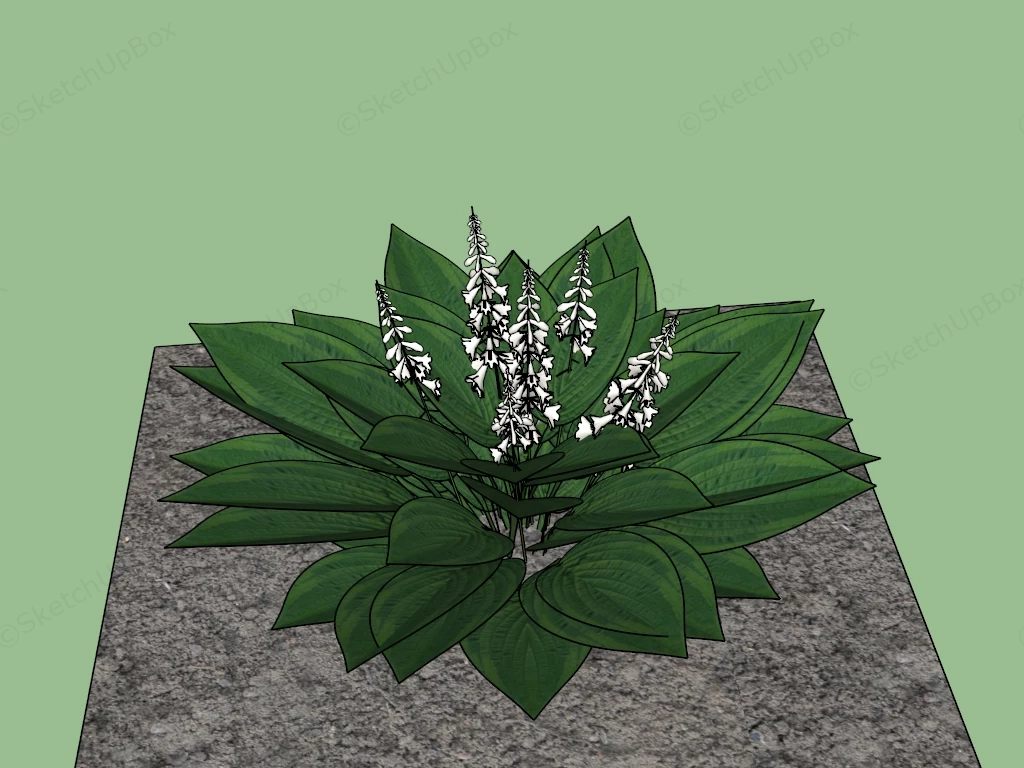 Hosta Sieboldiana sketchup model preview - SketchupBox