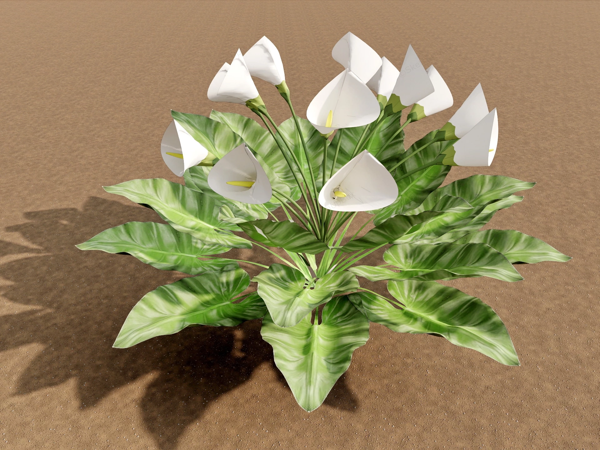 Calla Lily Plant sketchup model preview - SketchupBox