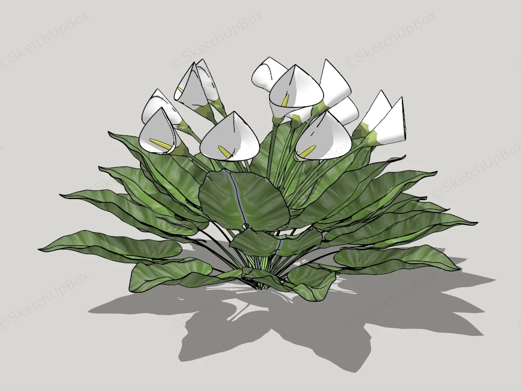 Calla Lily Plant sketchup model preview - SketchupBox