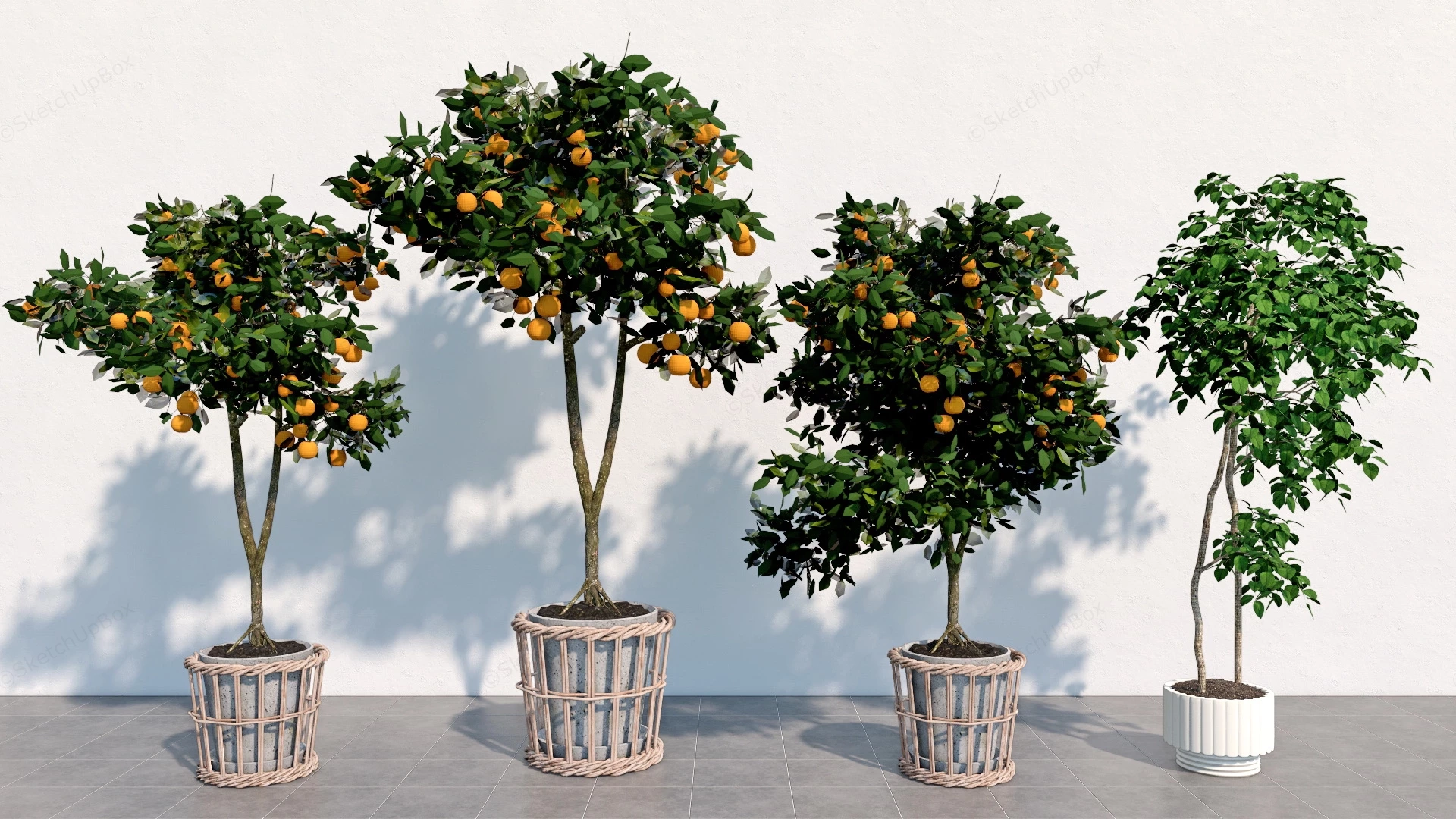 Potted Citrus Fruit Plants sketchup model preview - SketchupBox