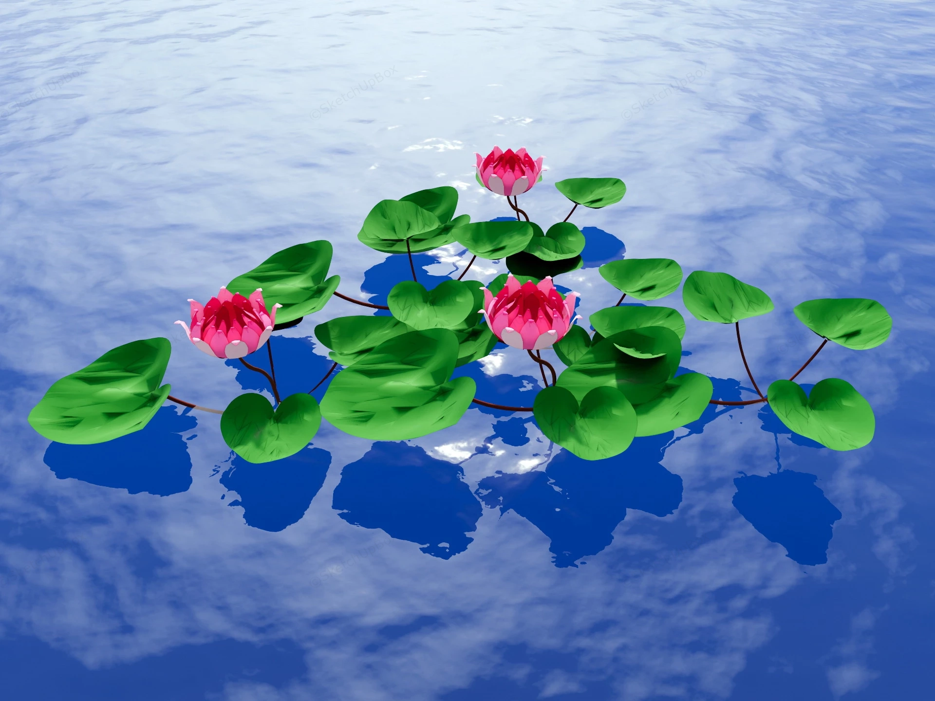 Water Lily Pond Plants sketchup model preview - SketchupBox