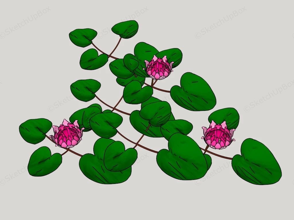 Water Lily Pond Plants sketchup model preview - SketchupBox
