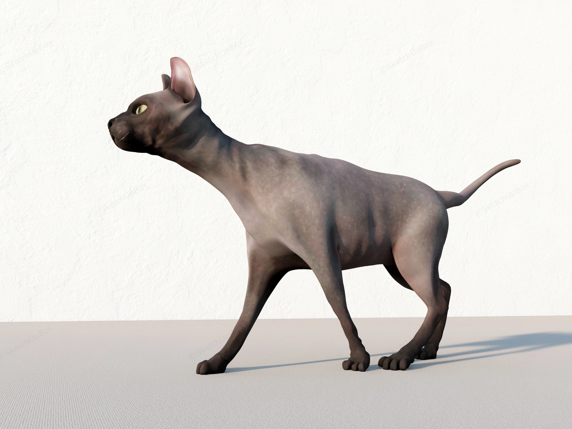 Sphynx Cat sketchup model preview - SketchupBox