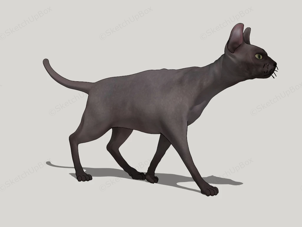 Sphynx Cat sketchup model preview - SketchupBox