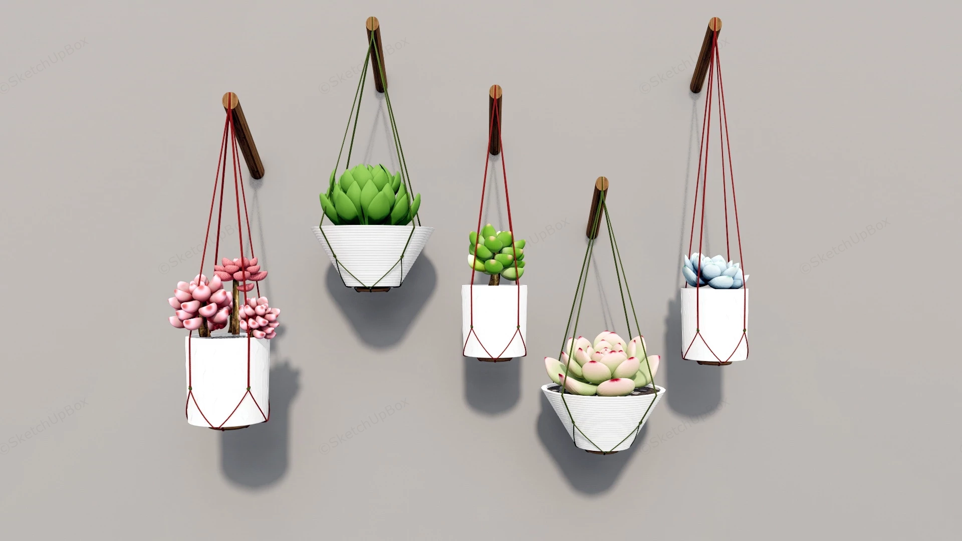 Hanging Succulent Plants sketchup model preview - SketchupBox