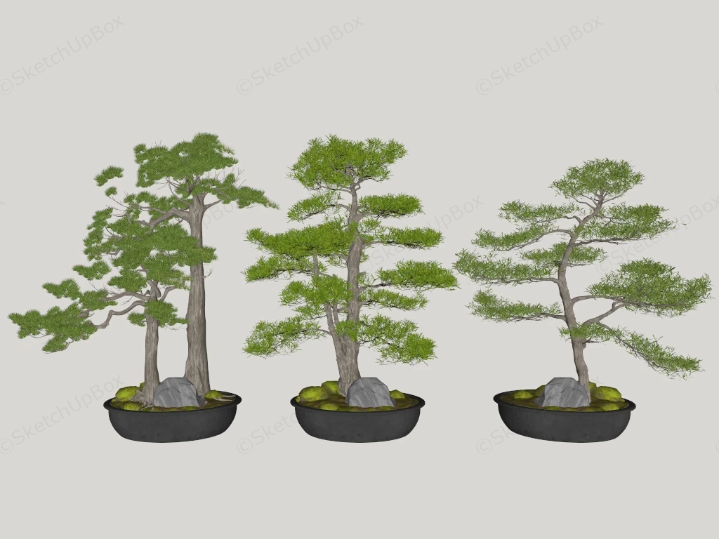 Spruce Bonsai Trees sketchup model preview - SketchupBox