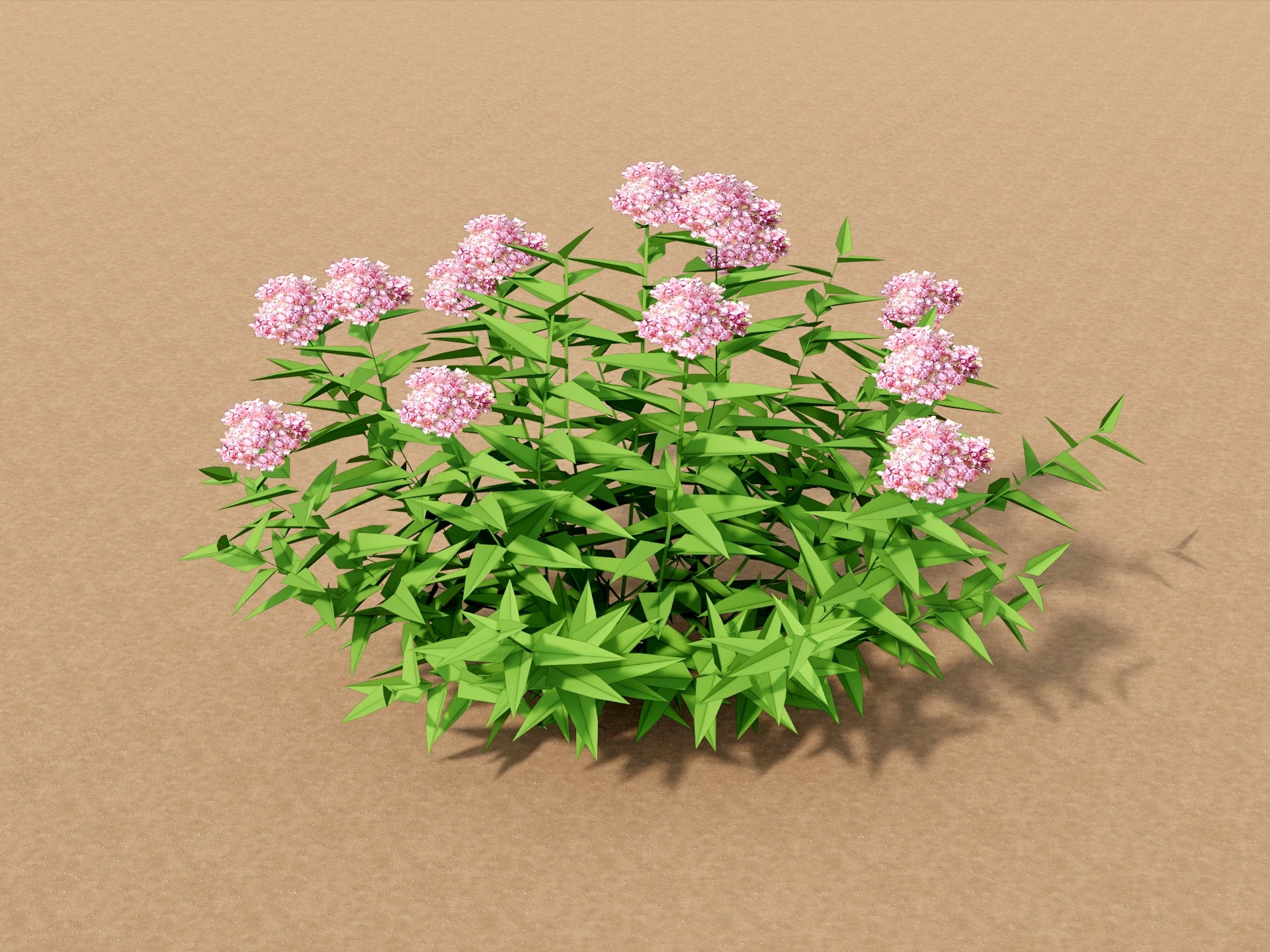 Pink Spirea Shrub sketchup model preview - SketchupBox
