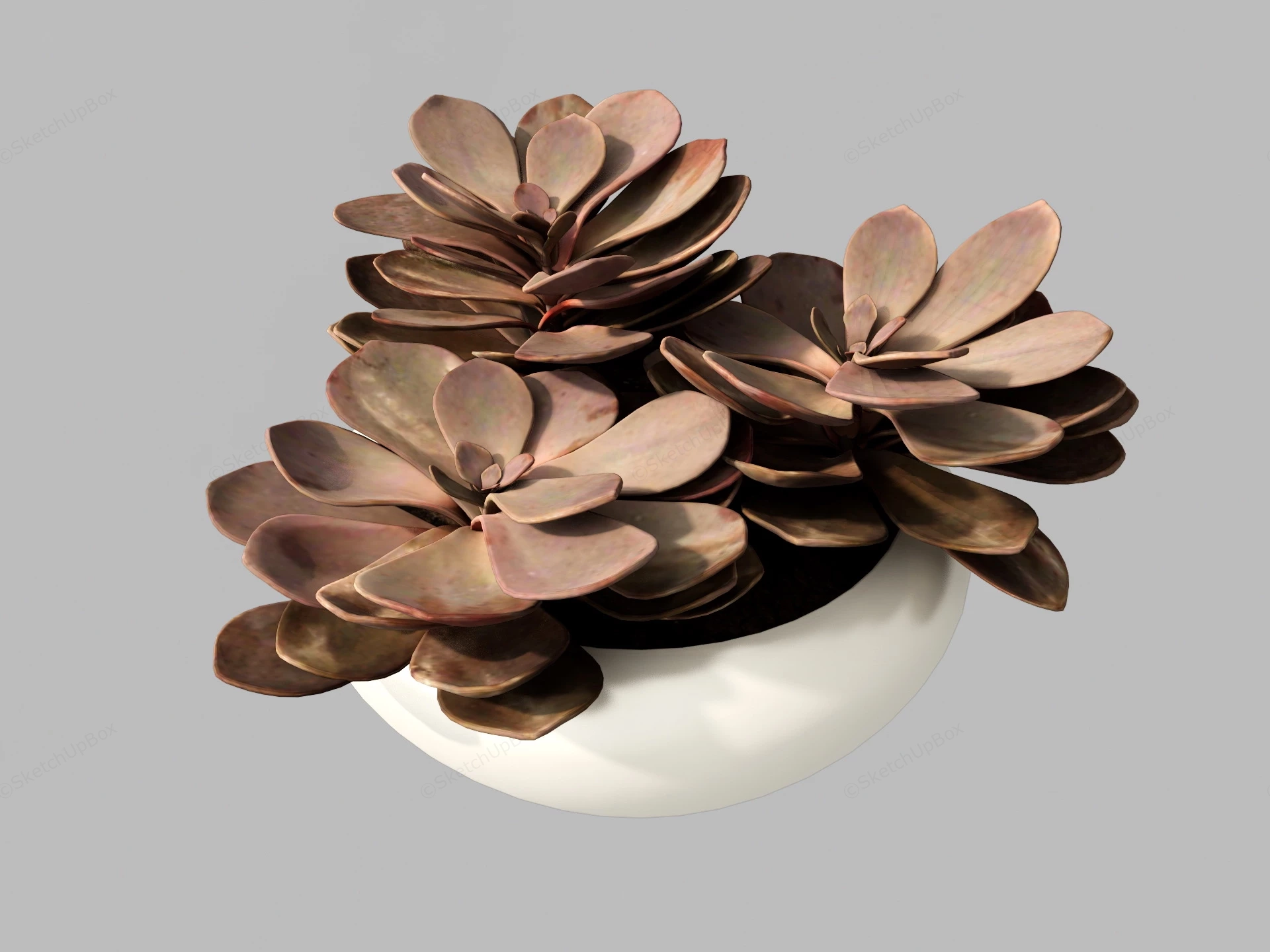 Brown Succulent Plant sketchup model preview - SketchupBox