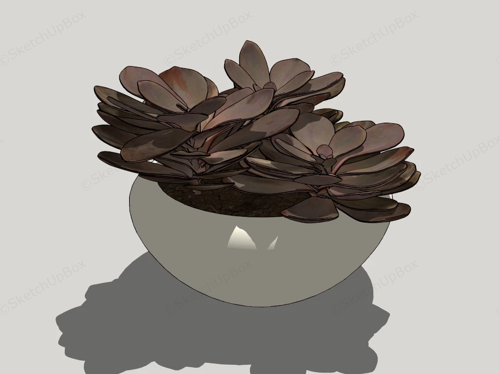 Brown Succulent Plant sketchup model preview - SketchupBox