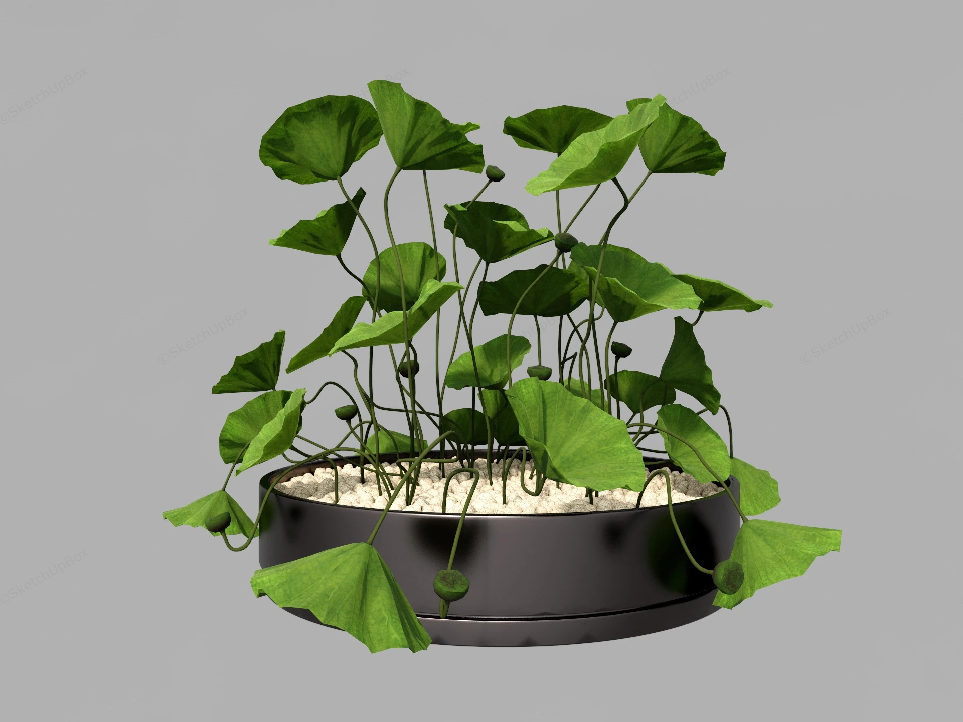 Potted Lotus Garden sketchup model preview - SketchupBox