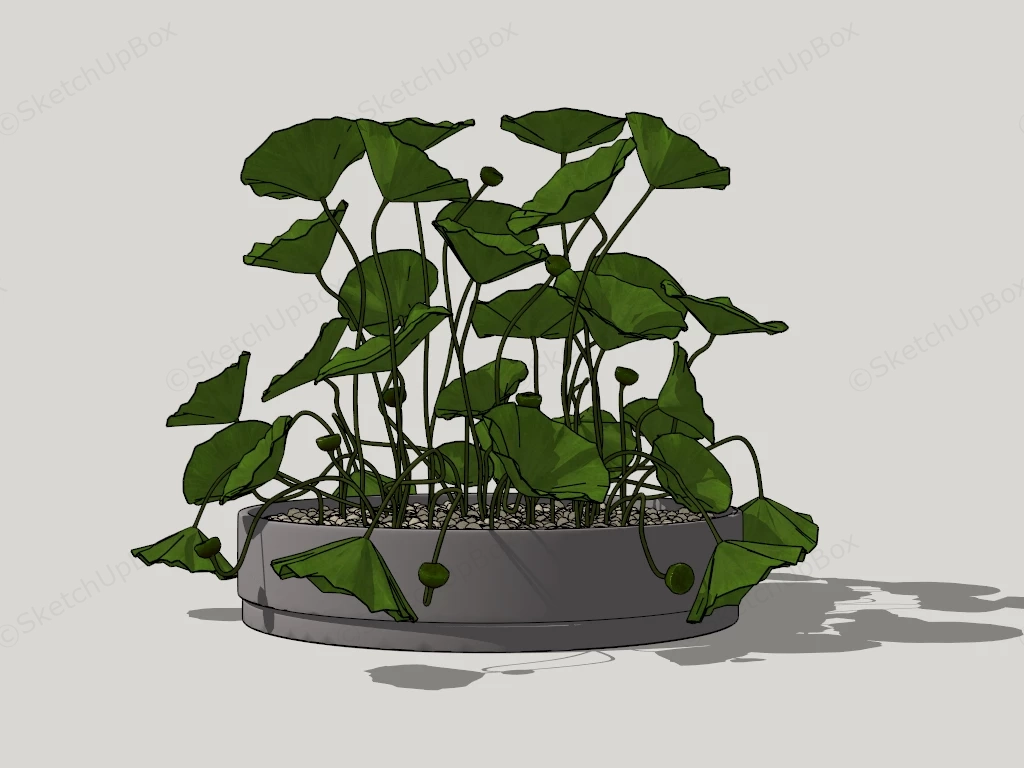 Potted Lotus Garden sketchup model preview - SketchupBox