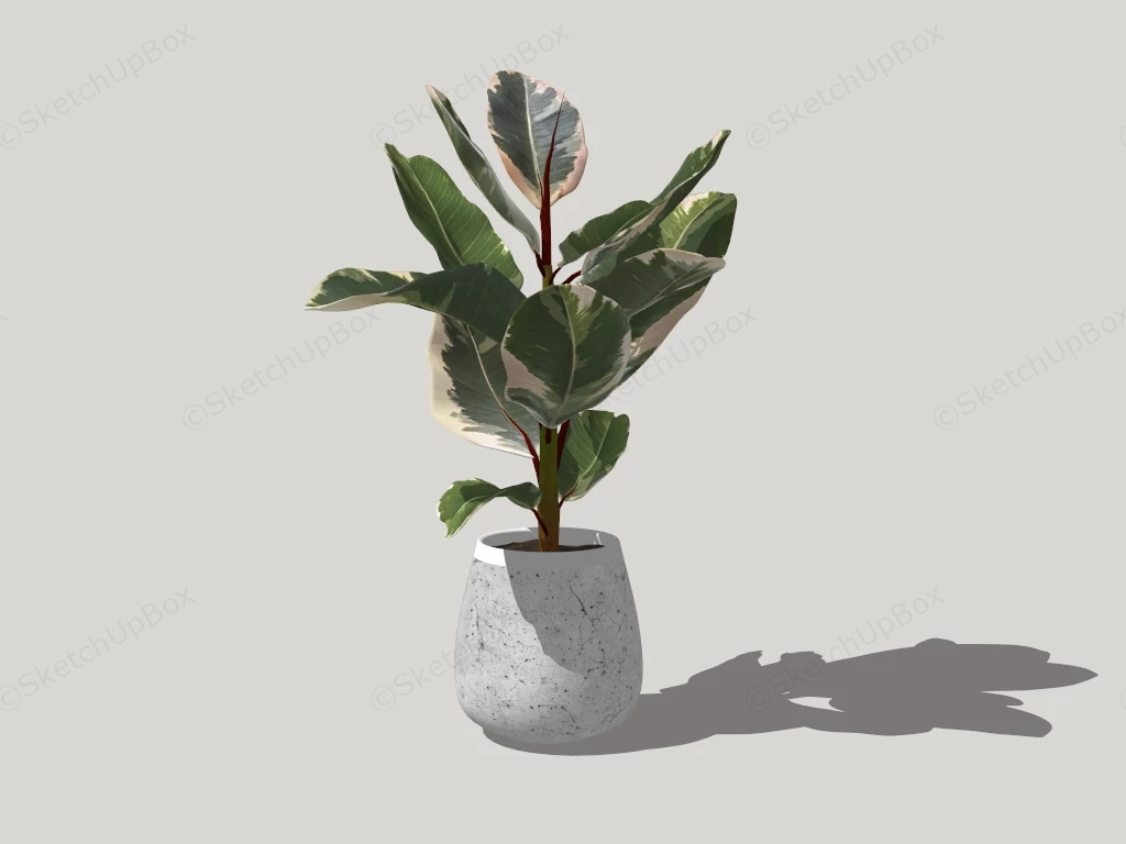 Variegated Fig Rubber Tree sketchup model preview - SketchupBox