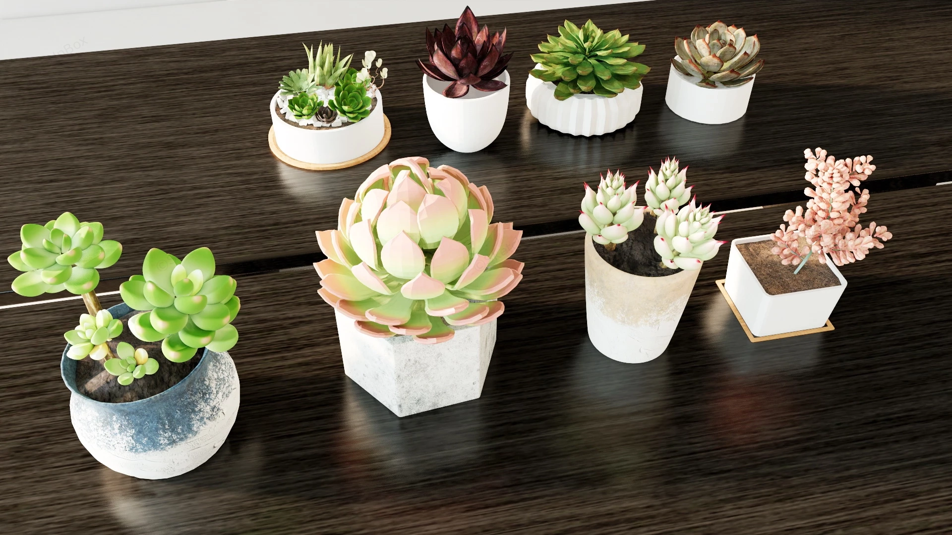 Potted Succulent Plants sketchup model preview - SketchupBox
