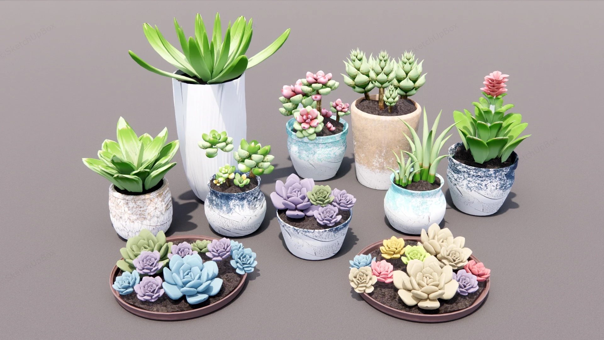 Different Succulent Plants sketchup model preview - SketchupBox