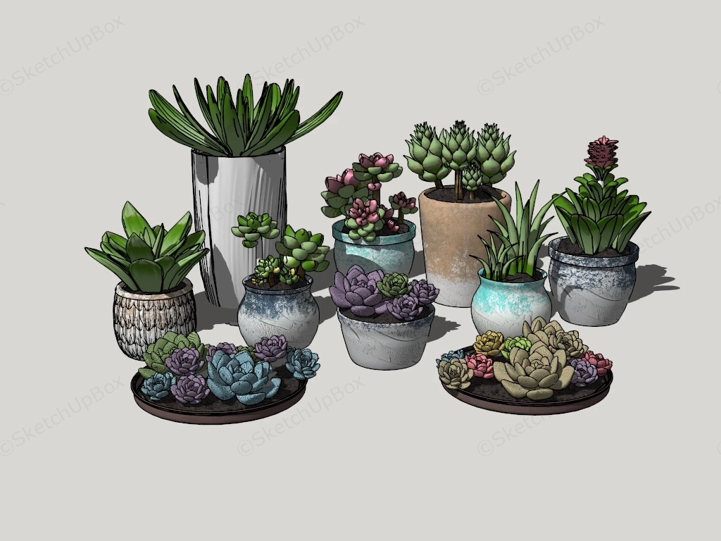 Different Succulent Plants sketchup model preview - SketchupBox