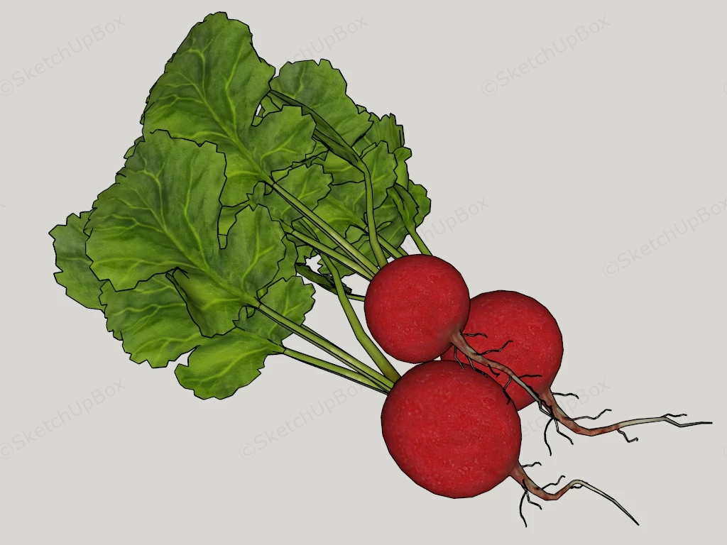 Fresh Radishes sketchup model preview - SketchupBox