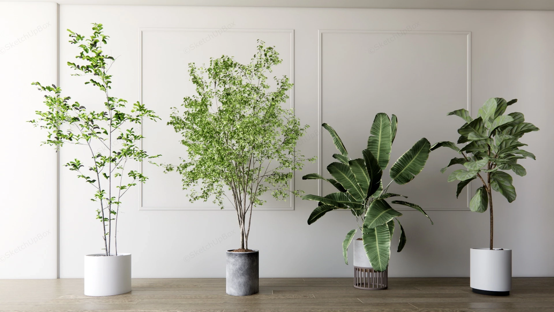 Common Tall Houseplants sketchup model preview - SketchupBox