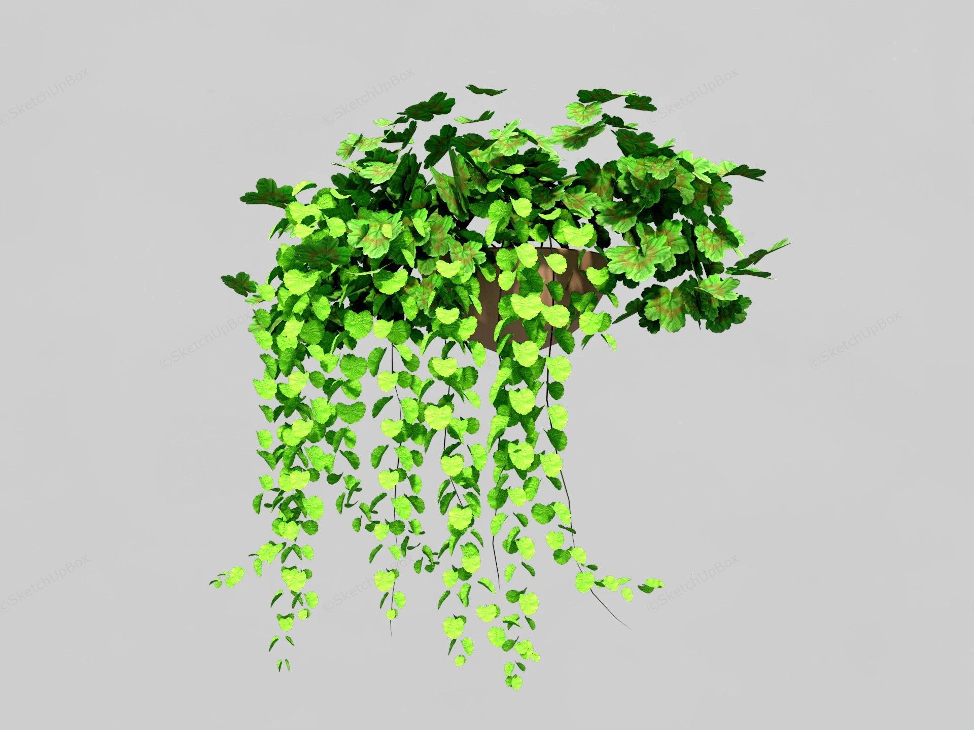Green Vine Plants sketchup model preview - SketchupBox