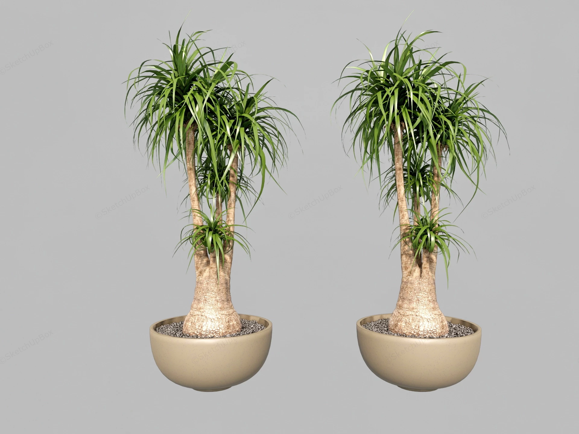 Elephant Foot Beaucarnea sketchup model preview - SketchupBox