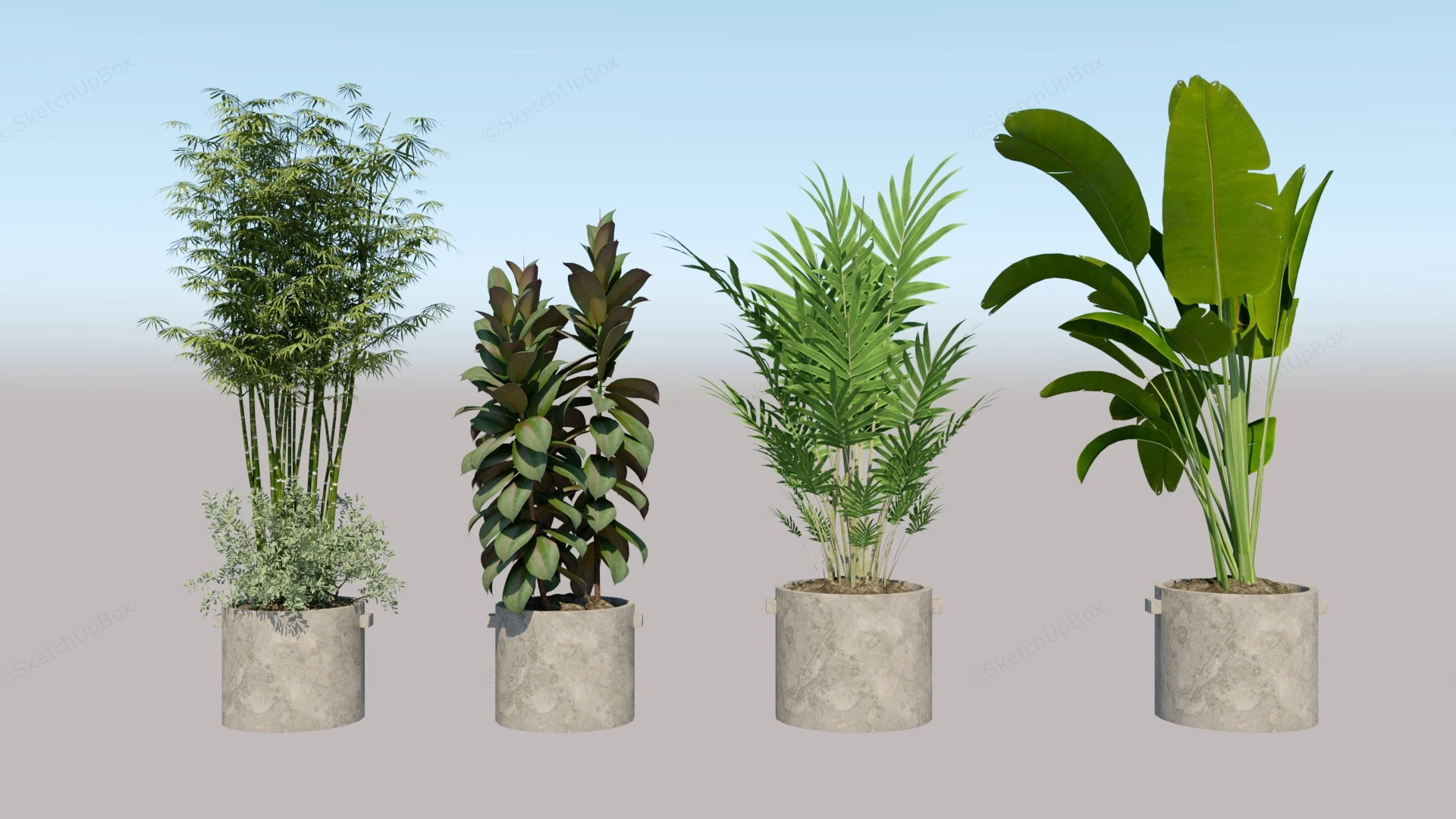 Big Indoor Houseplants sketchup model preview - SketchupBox