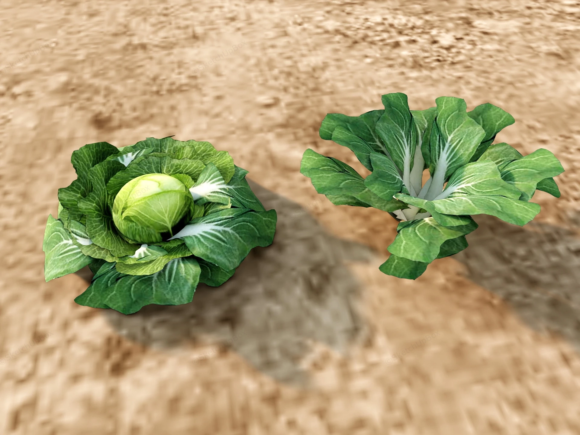 Pechay And Cabbage sketchup model preview - SketchupBox