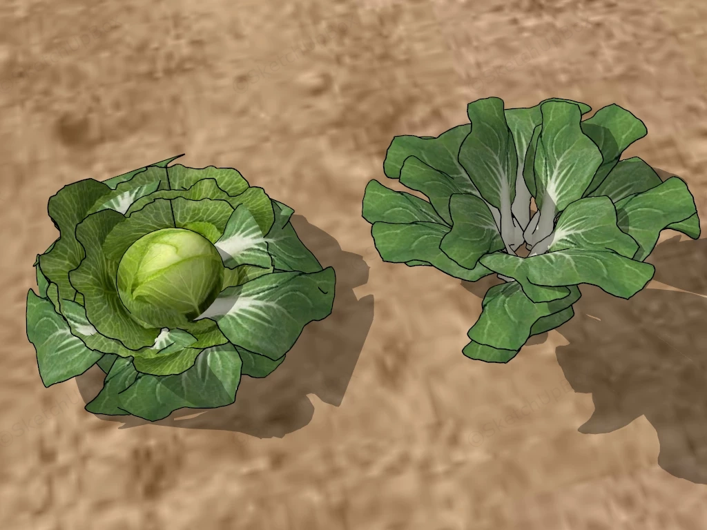 Pechay And Cabbage sketchup model preview - SketchupBox