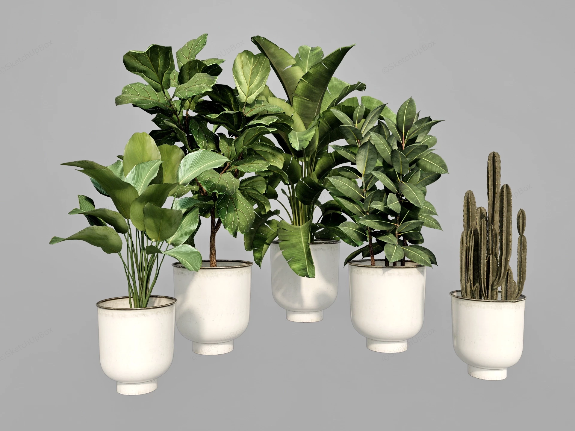Large Indoor Houseplants sketchup model preview - SketchupBox