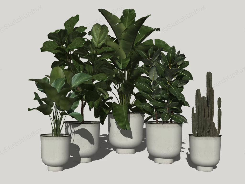 Large Indoor Houseplants sketchup model preview - SketchupBox