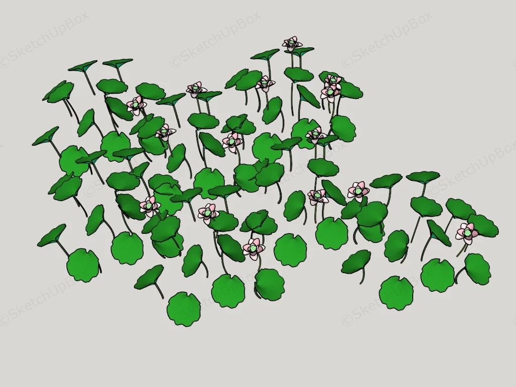 Water Lily Plants sketchup model preview - SketchupBox