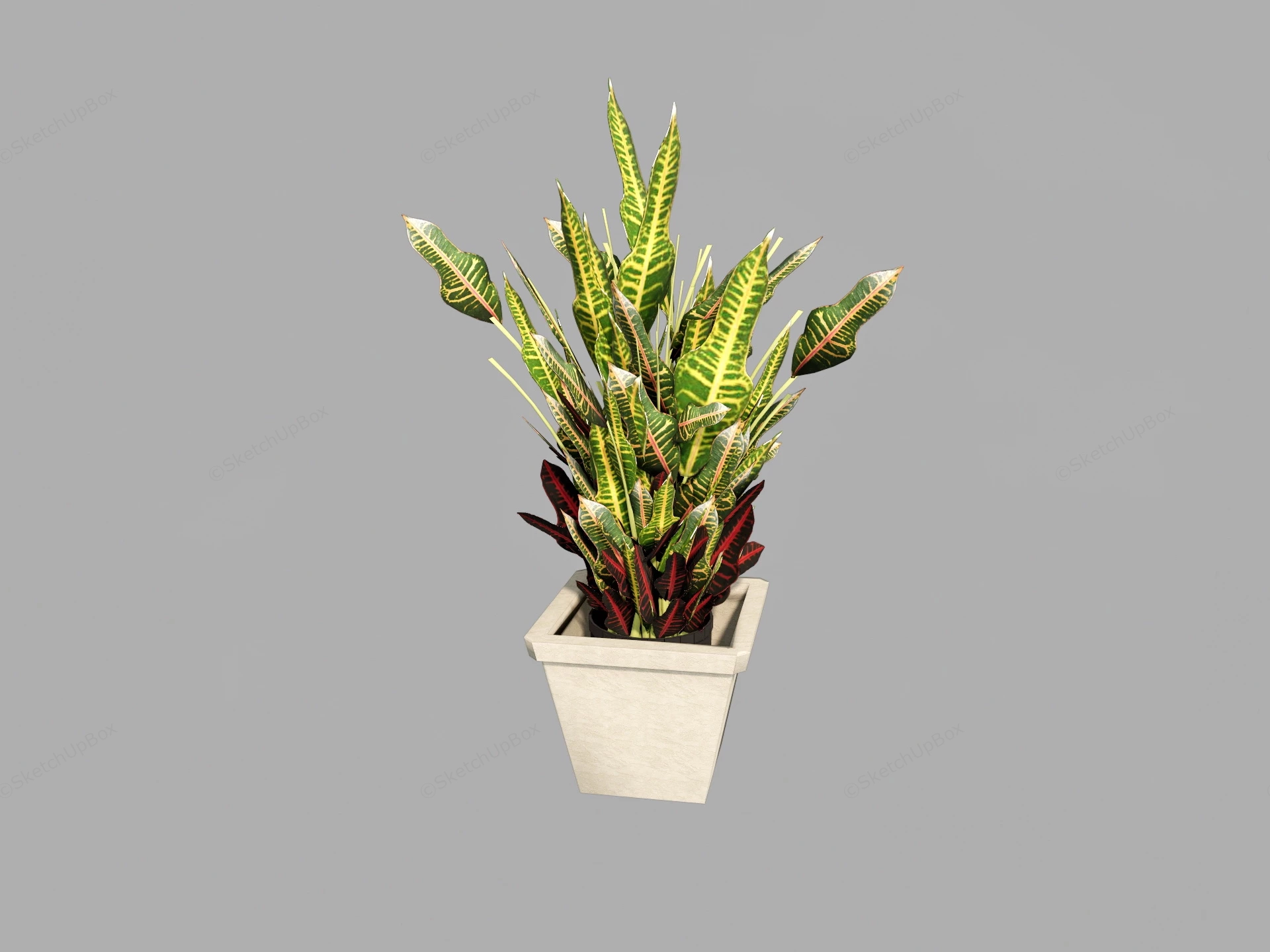 Peacock Plant sketchup model preview - SketchupBox