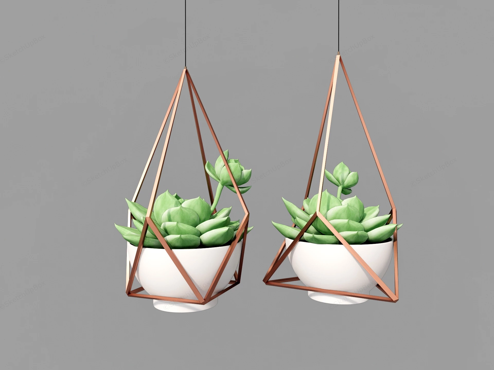 Hanging Succulent Plants sketchup model preview - SketchupBox