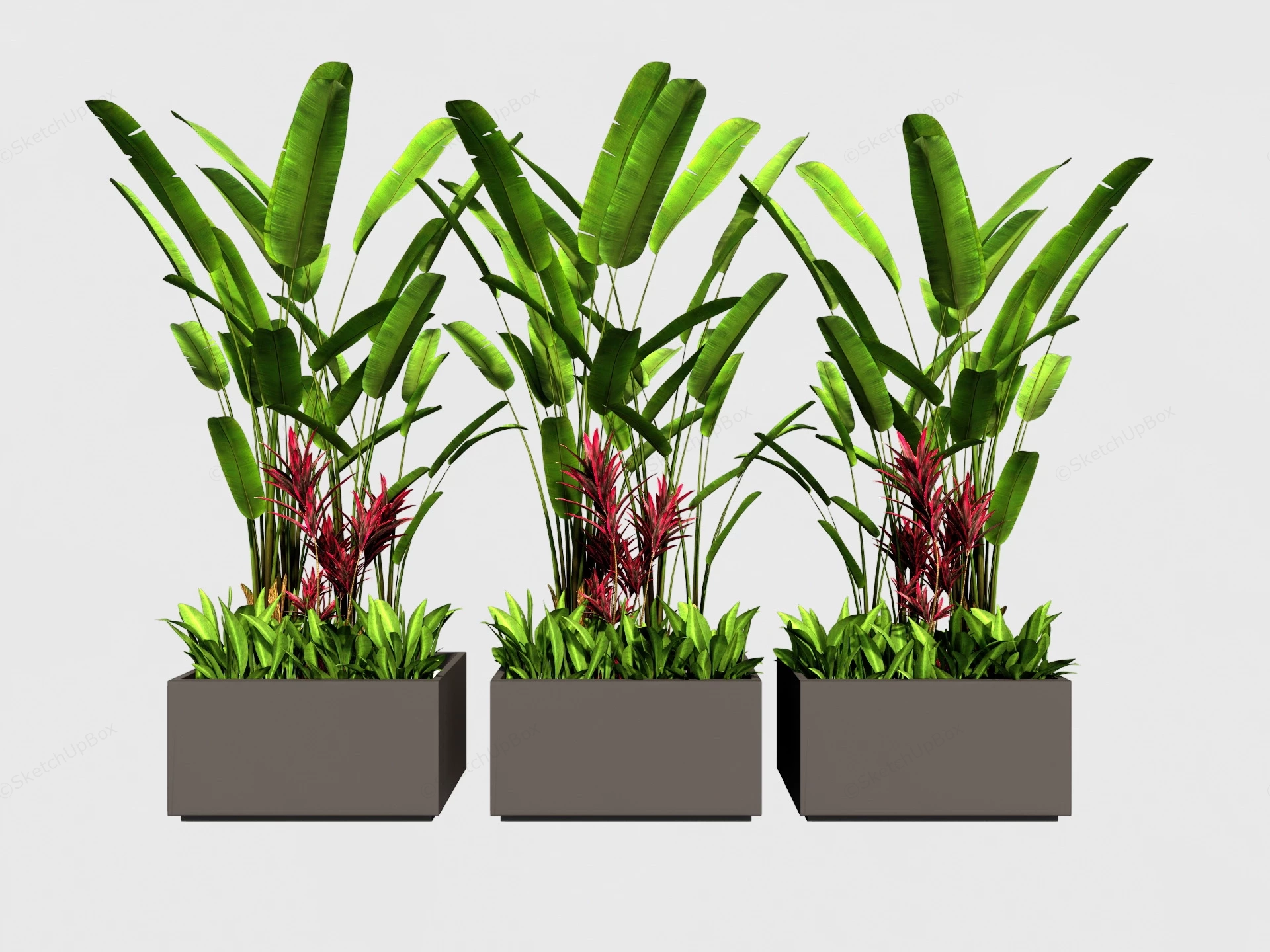 Strelitzia Reginae Plants sketchup model preview - SketchupBox