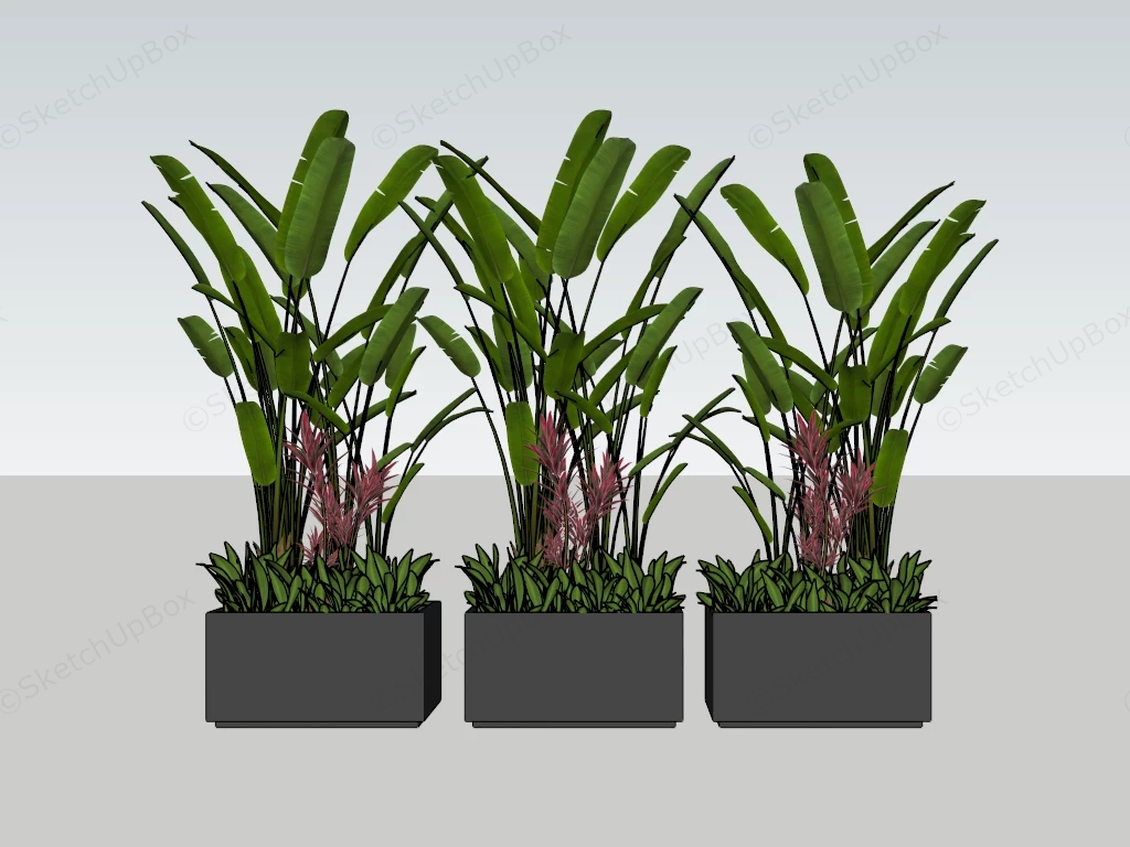 Strelitzia Reginae Plants sketchup model preview - SketchupBox