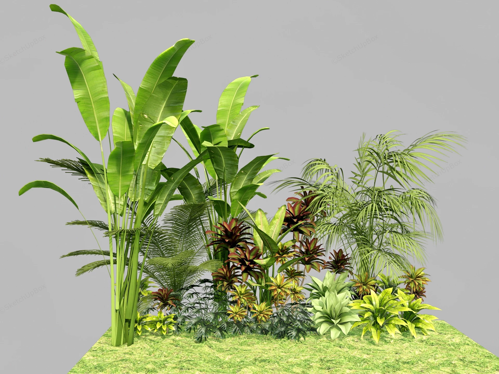Tropical Ornamental Plants sketchup model preview - SketchupBox