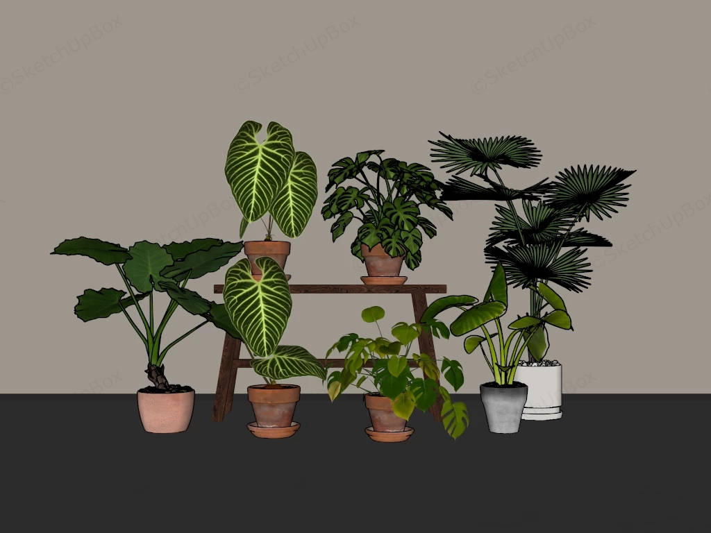 Tropical Foliage Houseplants sketchup model preview - SketchupBox