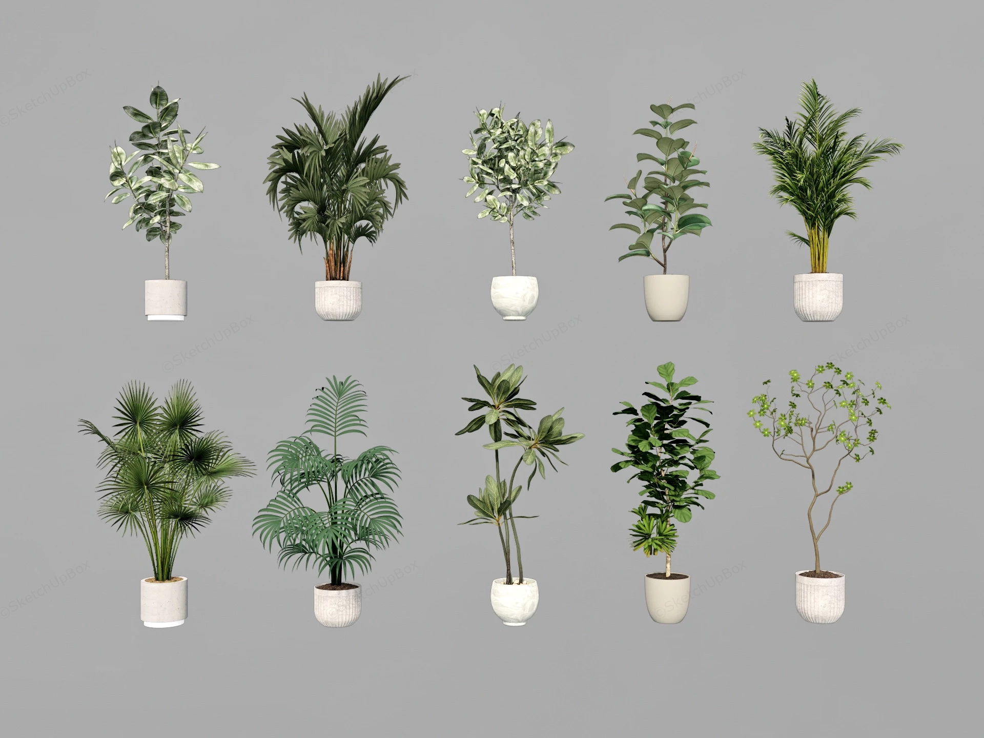 Tall Potted Plants sketchup model preview - SketchupBox