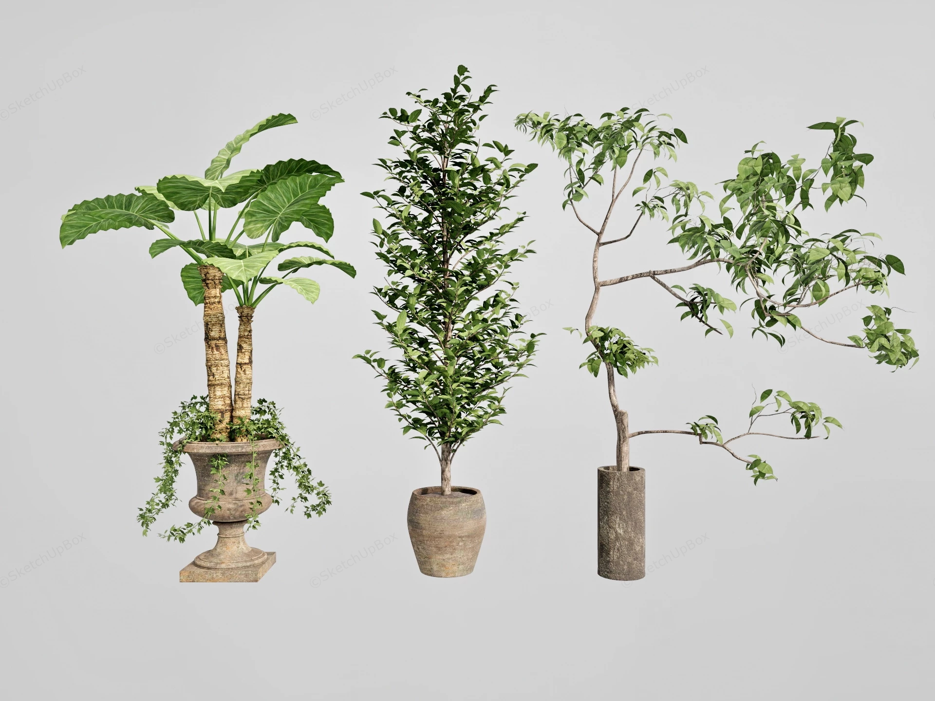 Large Indoor Floor Plants sketchup model preview - SketchupBox